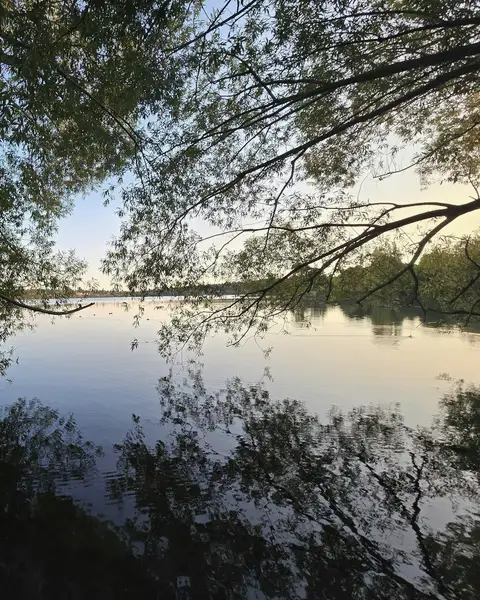 Trees and sky reflected in still lake water